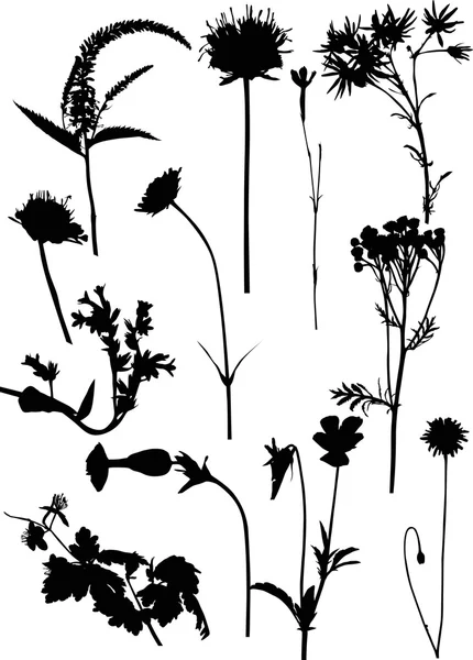 Wild flowers silhouettes — Stock Vector