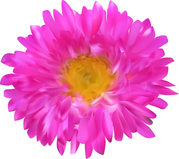 Pink aster flower — Stock Vector