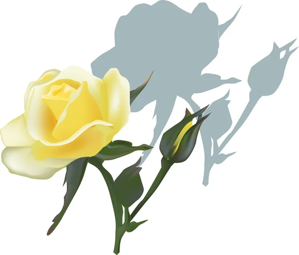 Gelbe Rose mit Schatten — Stockvektor