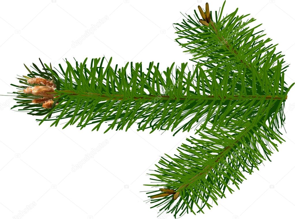 green pine tree branch