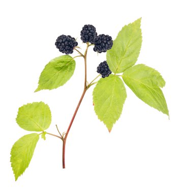 yeşil yaprakları ile böğürtlen