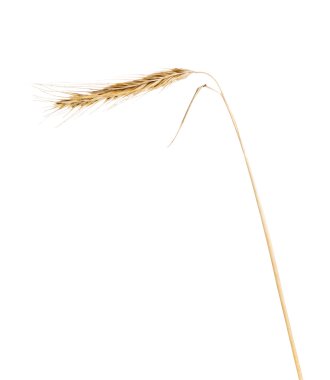 bir Rye ışık kulak