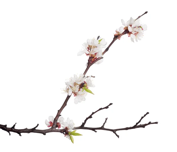 Větev s květy, sakura — Stock fotografie