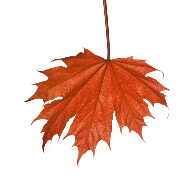 Hoja de árbol rojo de otoño —  Fotos de Stock