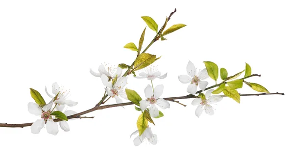 Rama de árbol de primavera — Foto de Stock