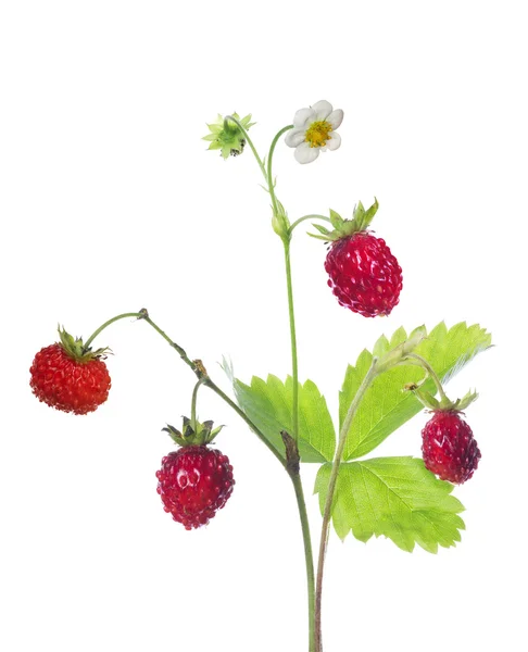 Flower and berries on strawberry — Stock Photo, Image