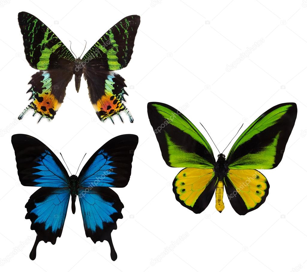 colorful tropical butterflies