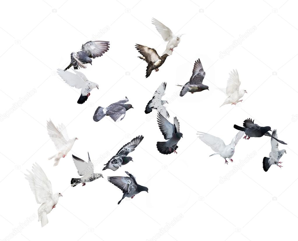 flock of flying doves