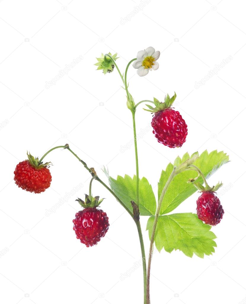 flower and berries on strawberry