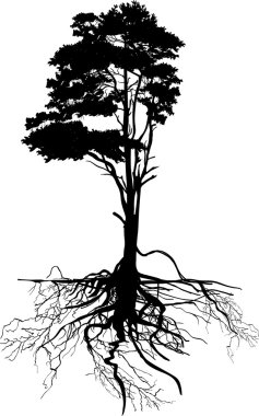 Karaçam büyük kök ile