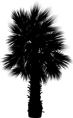 siyah palmiye ağacı siluet