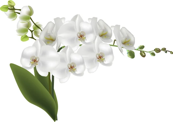 Witte grote orchideebloemen — Stockvector