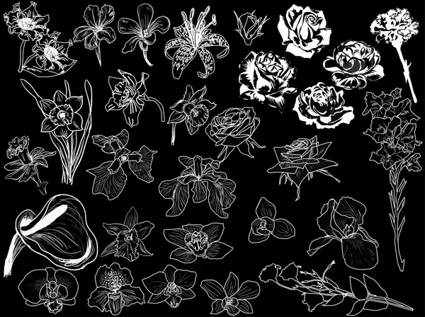 Bocetos de flores blancas — Archivo Imágenes Vectoriales