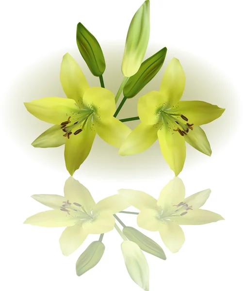 Yellow lilies with reflection — Stock Vector