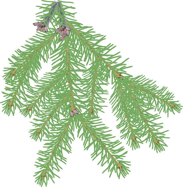 Groene fir tak — Stockvector