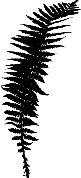 Силуэт листьев папоротника — стоковый вектор