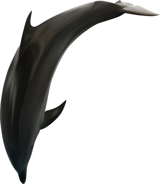 Jumping grey dolphin — Stock Vector