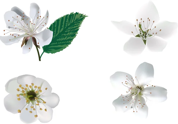 Flores de árbol de primavera — Vector de stock