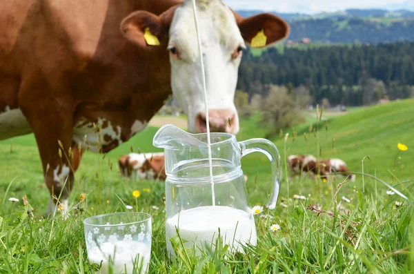 Leche en frasco de vidrio y vacas —  Fotos de Stock