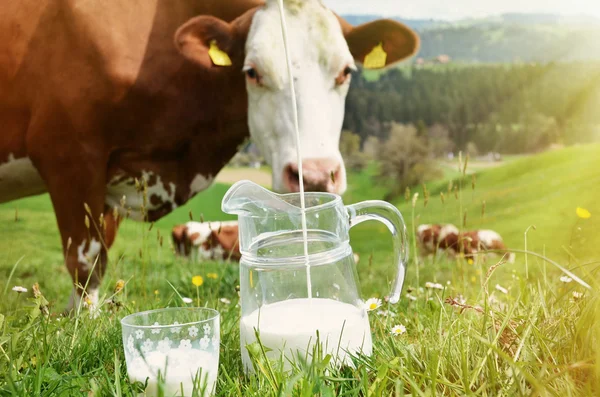 Lait dans un bocal en verre et vaches — Photo