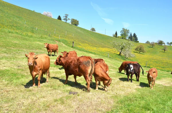 Brązowe krowy na pastwisku — Zdjęcie stockowe