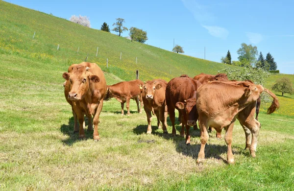 Braune Kühe auf der Weide — Stockfoto