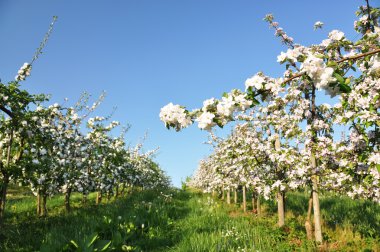 elma Bahçe çiçeği