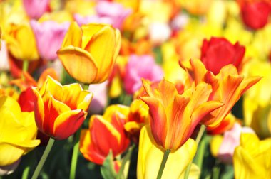 Güzel Lale çiçeği