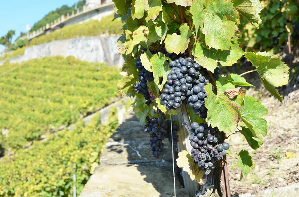 熔丝，瑞士的葡萄园 — 图库照片