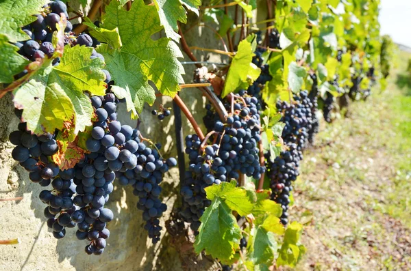 Üzüm bağları lavaux, İsviçre — Stok fotoğraf