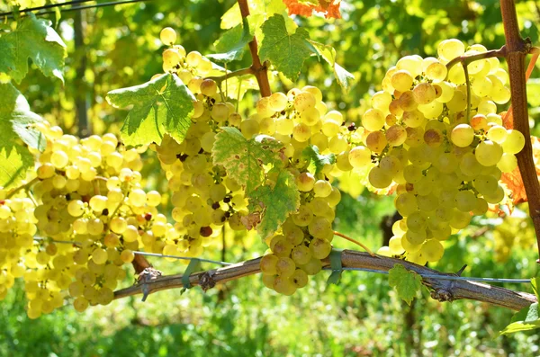 Wijngaarden in lavaux, Zwitserland — Stockfoto