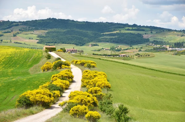 Wiejskiej drodze w pobliżu pienza — Zdjęcie stockowe