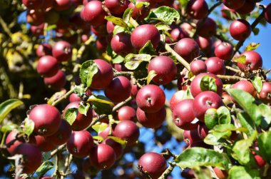 Olgun elma ile elma Bahçe