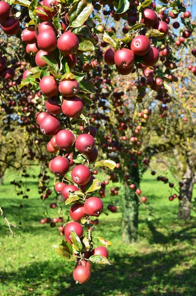 Apple tuin met rijpe appels — Stockfoto