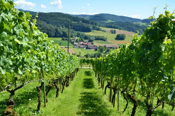 Farbenfrohe Weinberge in der Schweiz — Stockfoto