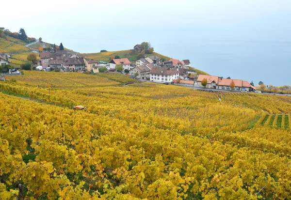 Vineyards in Lavaux region — Stock Photo, Image