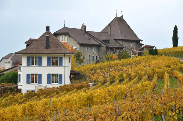 Weinberge in der Region Lavaux — Stockfoto