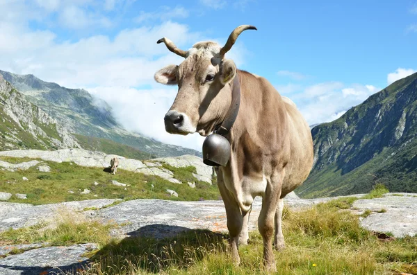 Szwajcarski krów o Przełęcz Świętego Gotarda — Zdjęcie stockowe