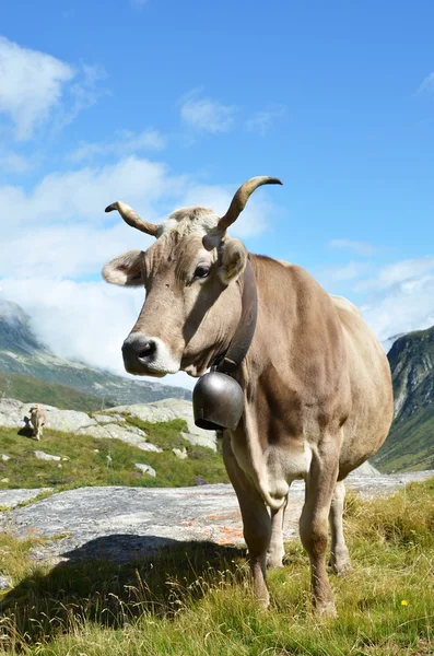 Švýcarské krávy v průsmyku Gotthard — Stock fotografie