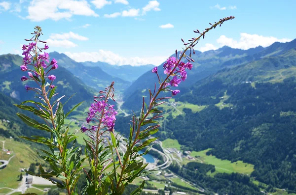 Gotthard 통행에서 고산 풍경 — 스톡 사진