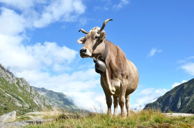 Gotthard pass, İsviçre inekleri