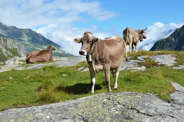 Vacas suíças no passe Gotthard . — Fotografia de Stock