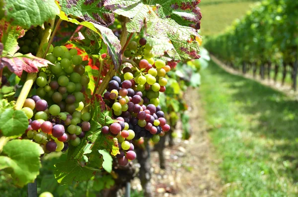 Uvas en la vid —  Fotos de Stock