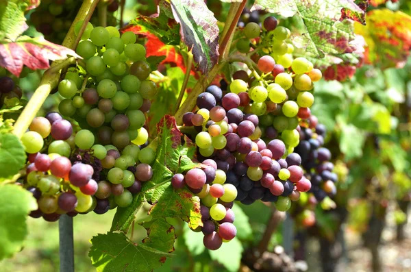 Uvas en la vid —  Fotos de Stock