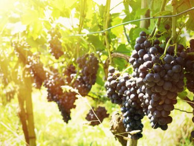 Üzüm bağında üzüm