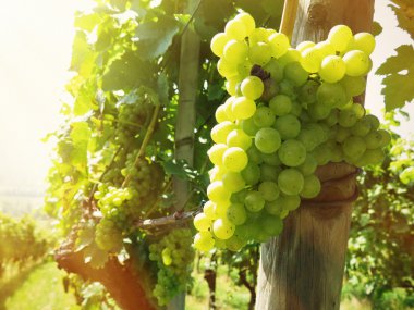 Üzüm bağında üzüm