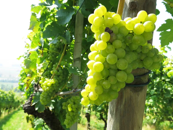 Uvas en un viñedo —  Fotos de Stock