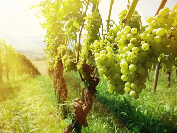 Druvor i en vingård — Stockfoto