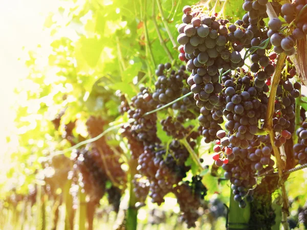 Uvas en un viñedo —  Fotos de Stock