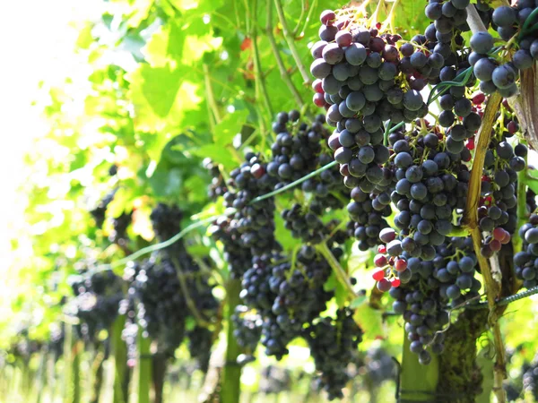 Druiven in een wijngaard — Stockfoto